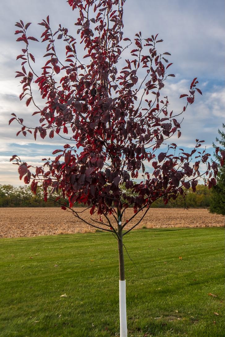 Common Chokecherry