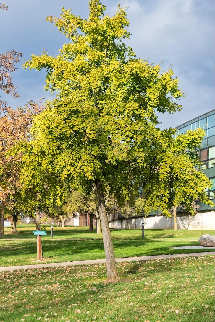 Ginkgo