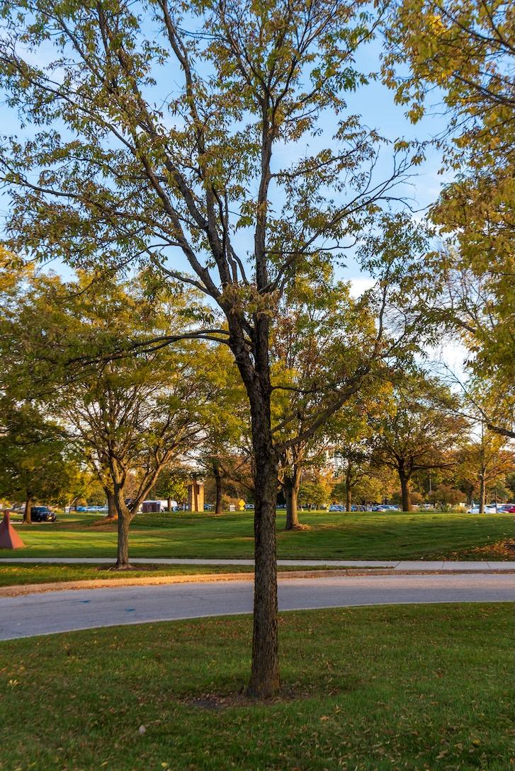 Northern Hackberry