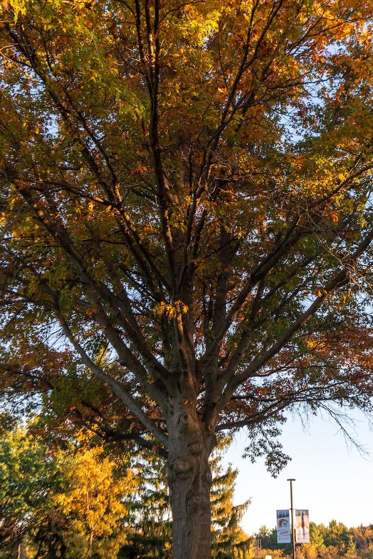 Pin Oak