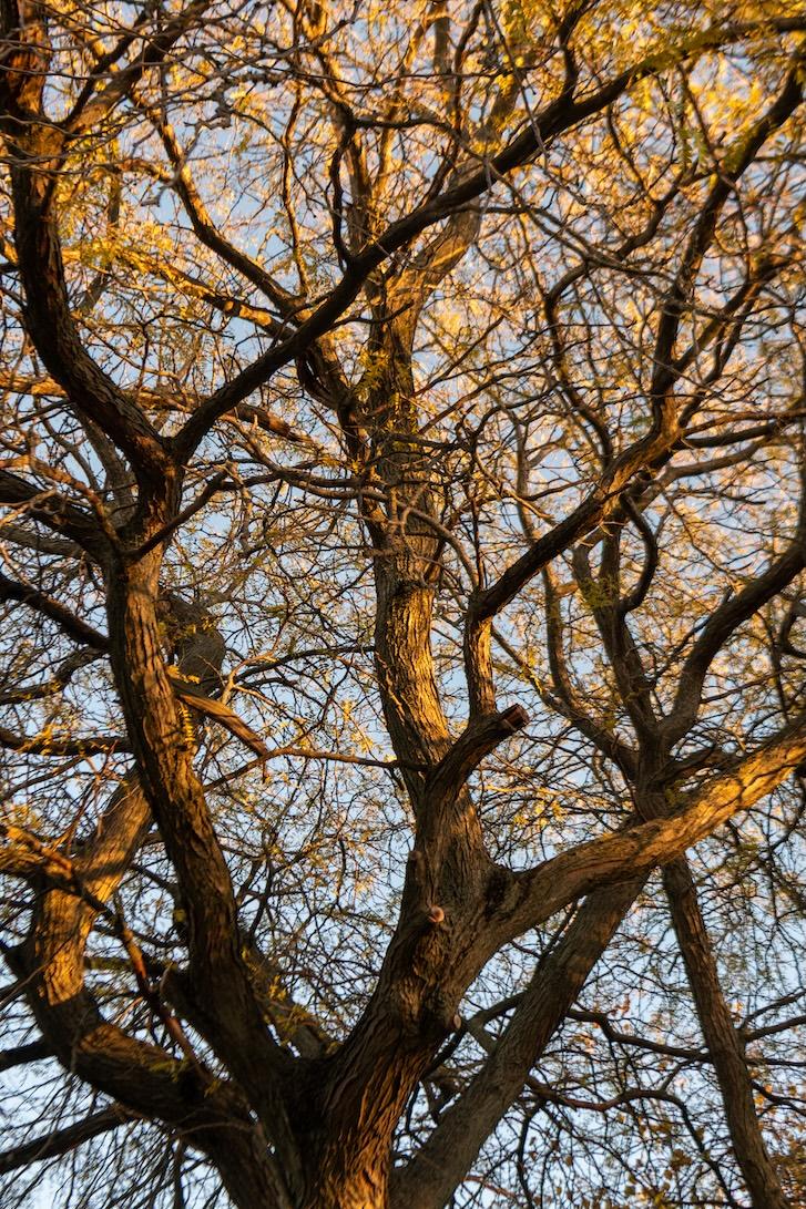Thornless Honeylocust