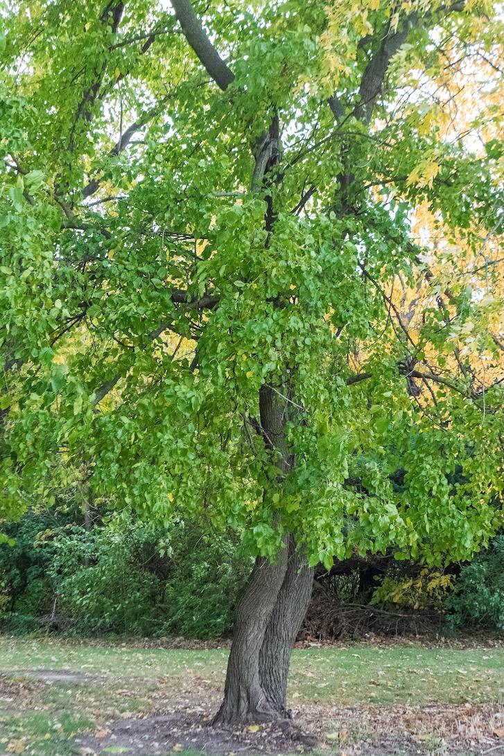 White Mulberry
