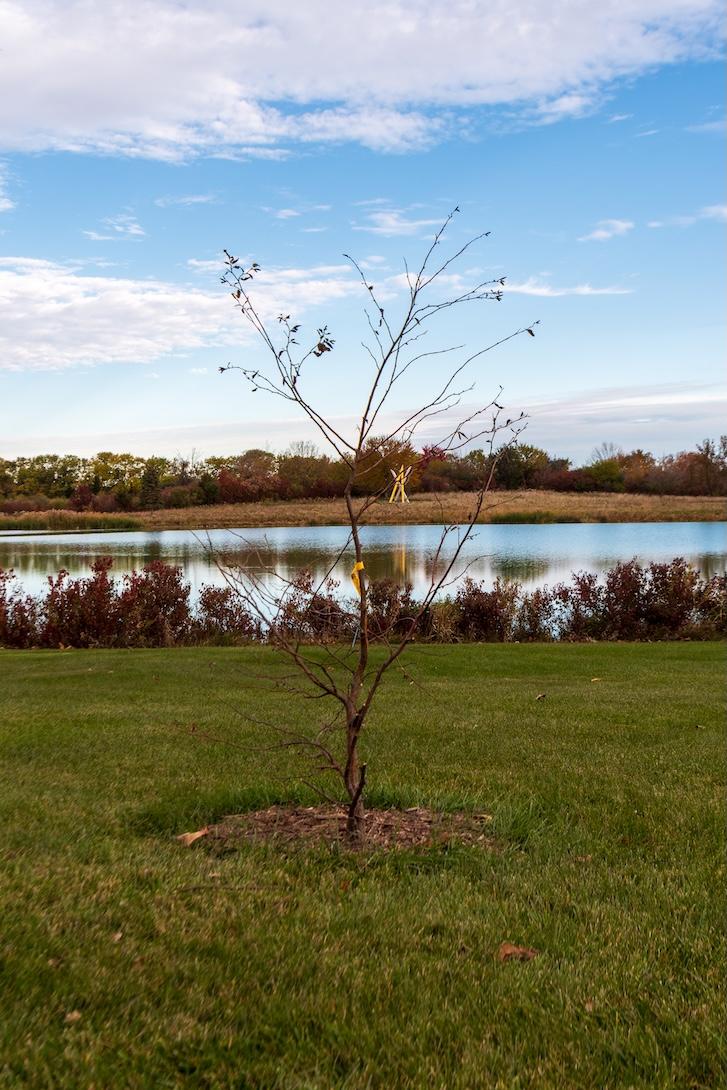 Yellow Birch