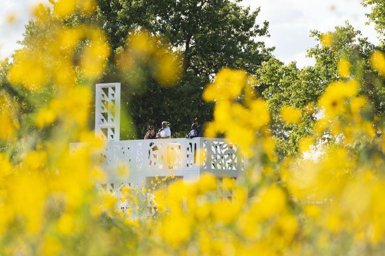 White architectural structure, viewed through a foreground of yellow flowers.